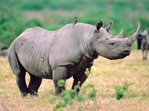 Nature documentary ► The Rhino War - National Geographic- Nature documentary (tv genre)