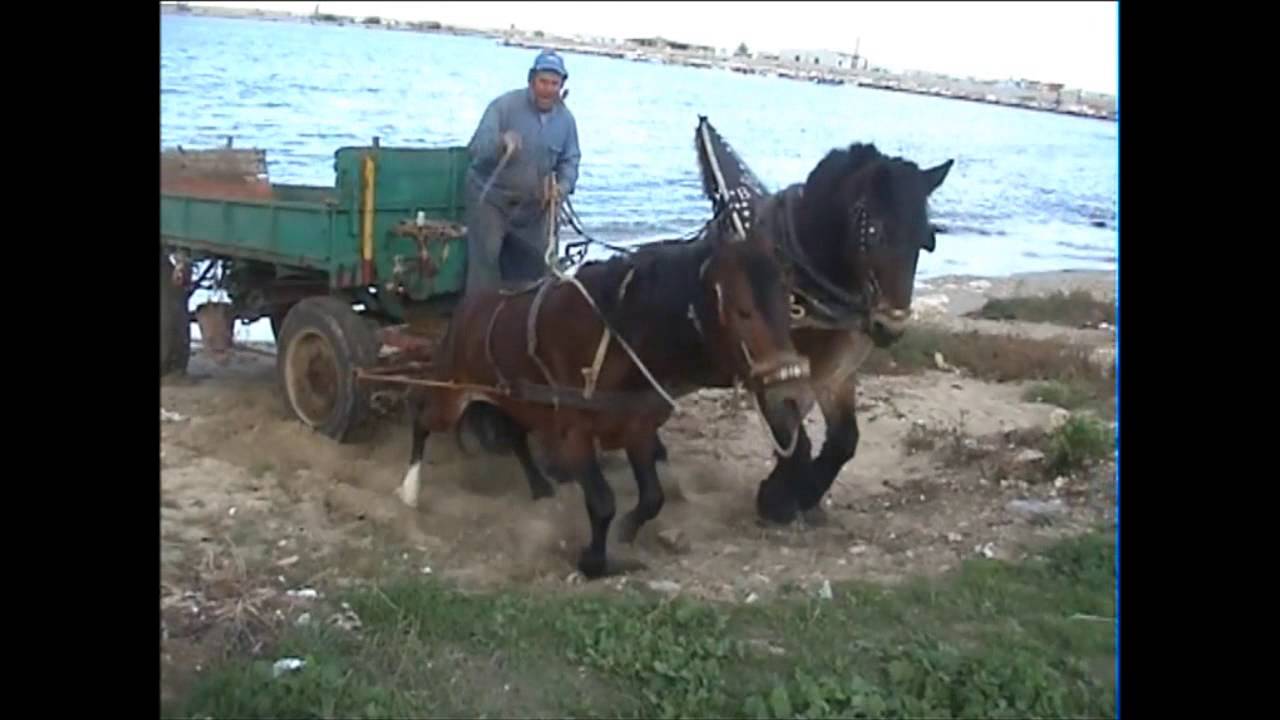 Molfetta, Scuderia 