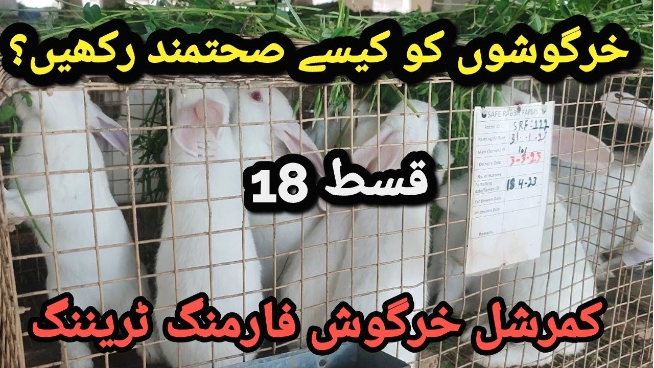 Rabbit Farming Training || Episode 18 || How to Keep Rabbits Healthy