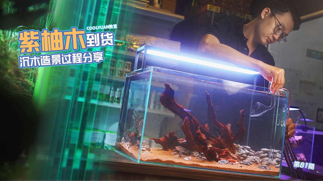 紫柚木到货！沉木造景过程分享ep81