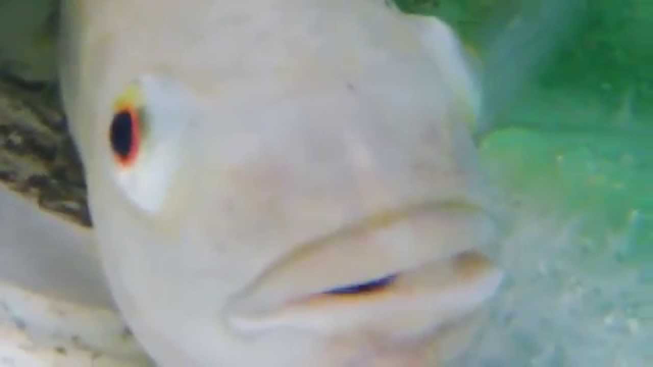 COMO TIRAR ALEVINOS DE TILÁPIA