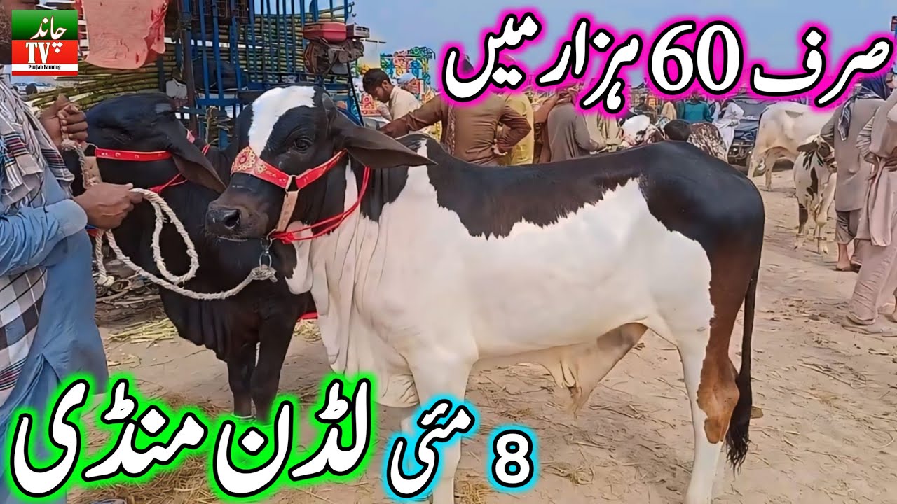 Luddan Cow Mandi Today Latest Update 08-05-2024 - Cow Mandi 2024 - Cholistani Bachre in Ludan Mandi🔥