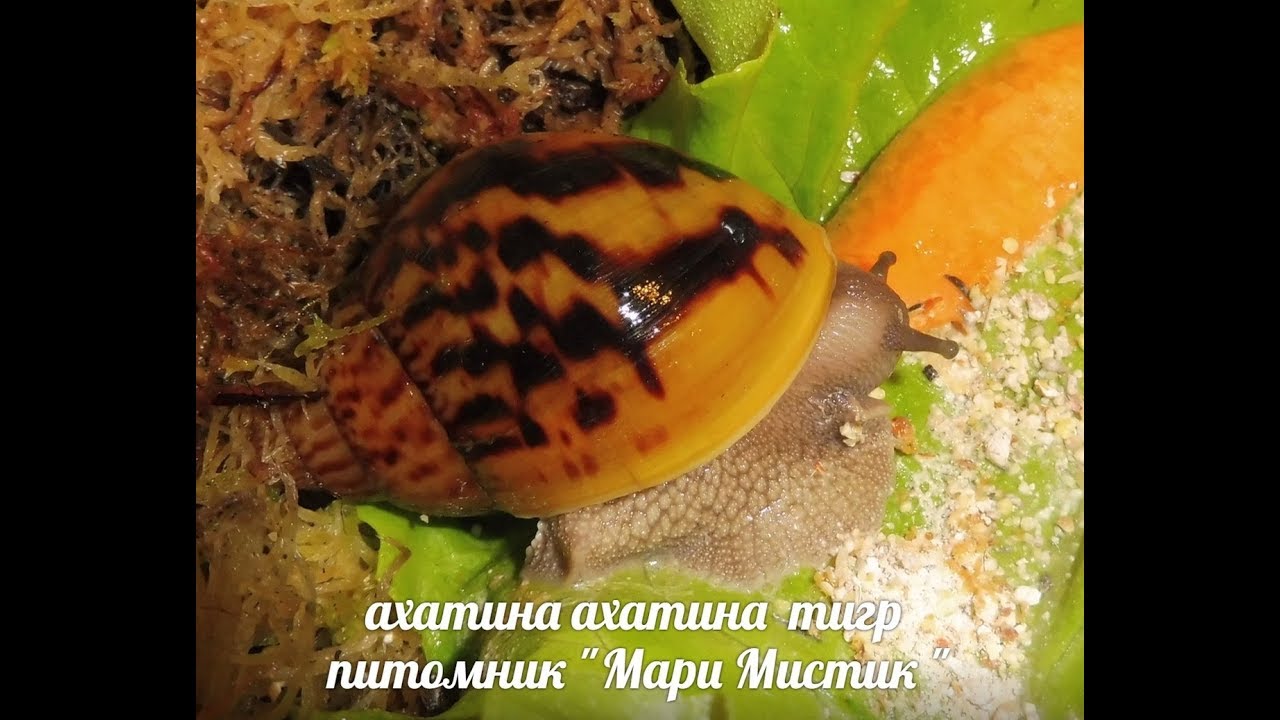 РАЗЛИЧИЯ В КОРМЛЕНИИ УЛИТОК ТИГРОВ И МЕГАСОВ - УЛИТКИ В ПРОДАЖЕ - МАРИ МИСТИК ПИТОМНИК
