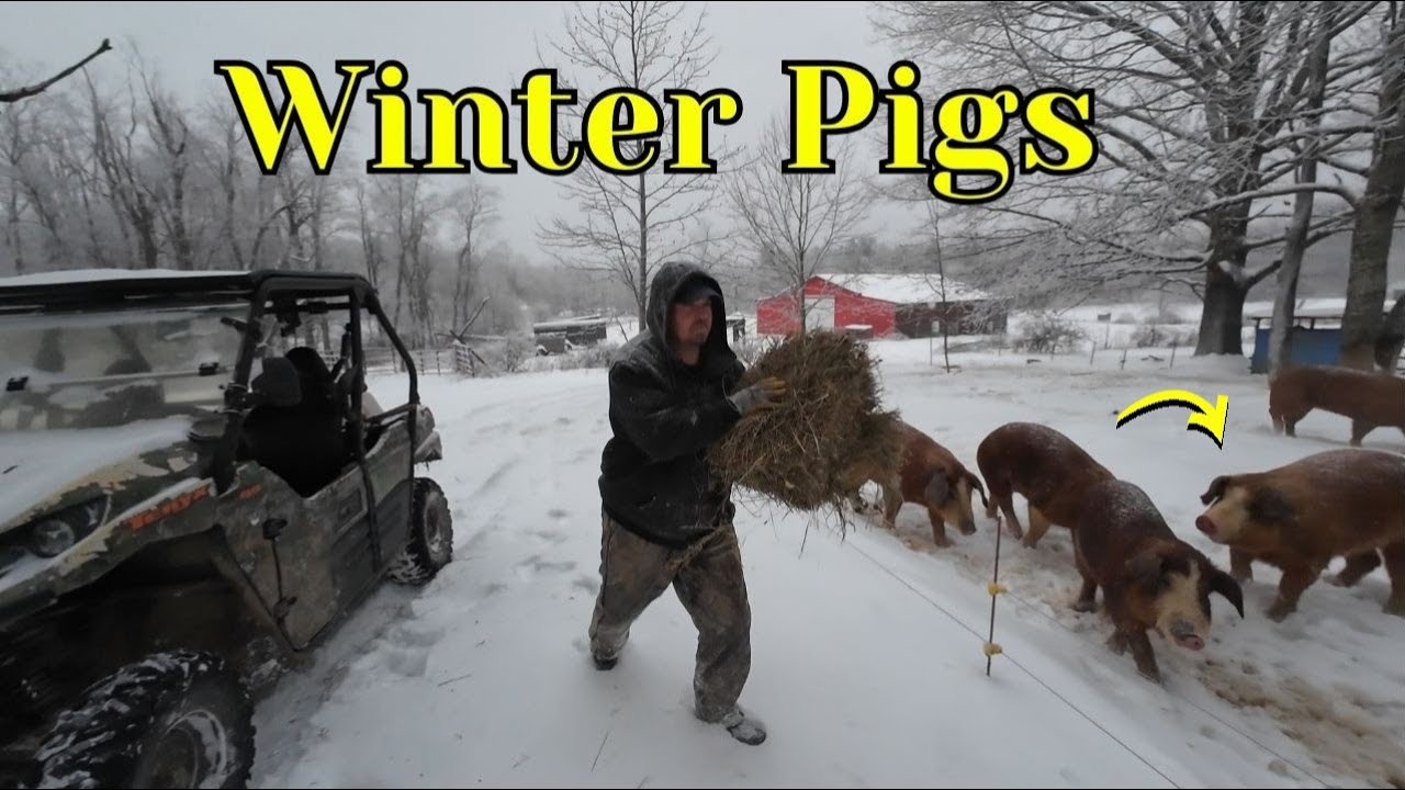 Blizzard Conditions (Braving The Winter Storm For The Pigs)