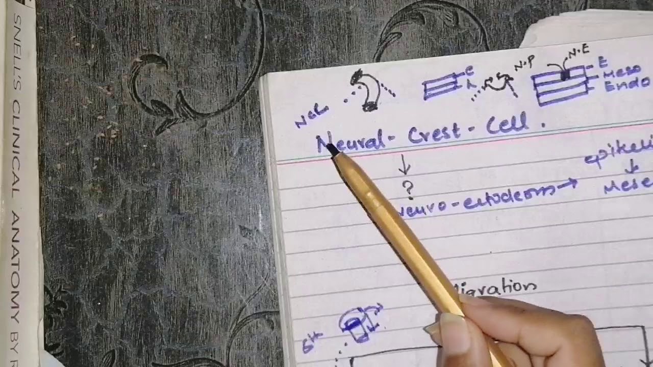 Neural crest cells and its derivatives #origin #migration #pathways