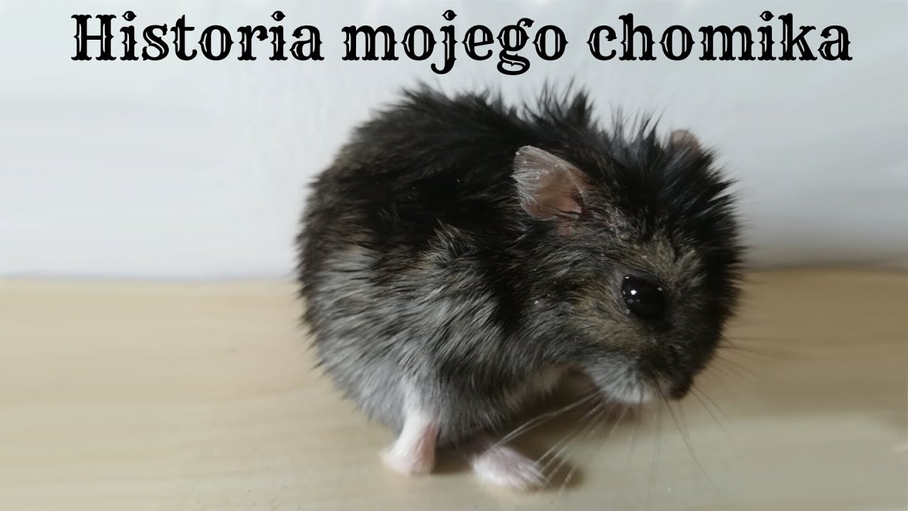 Historia mojego chomika.