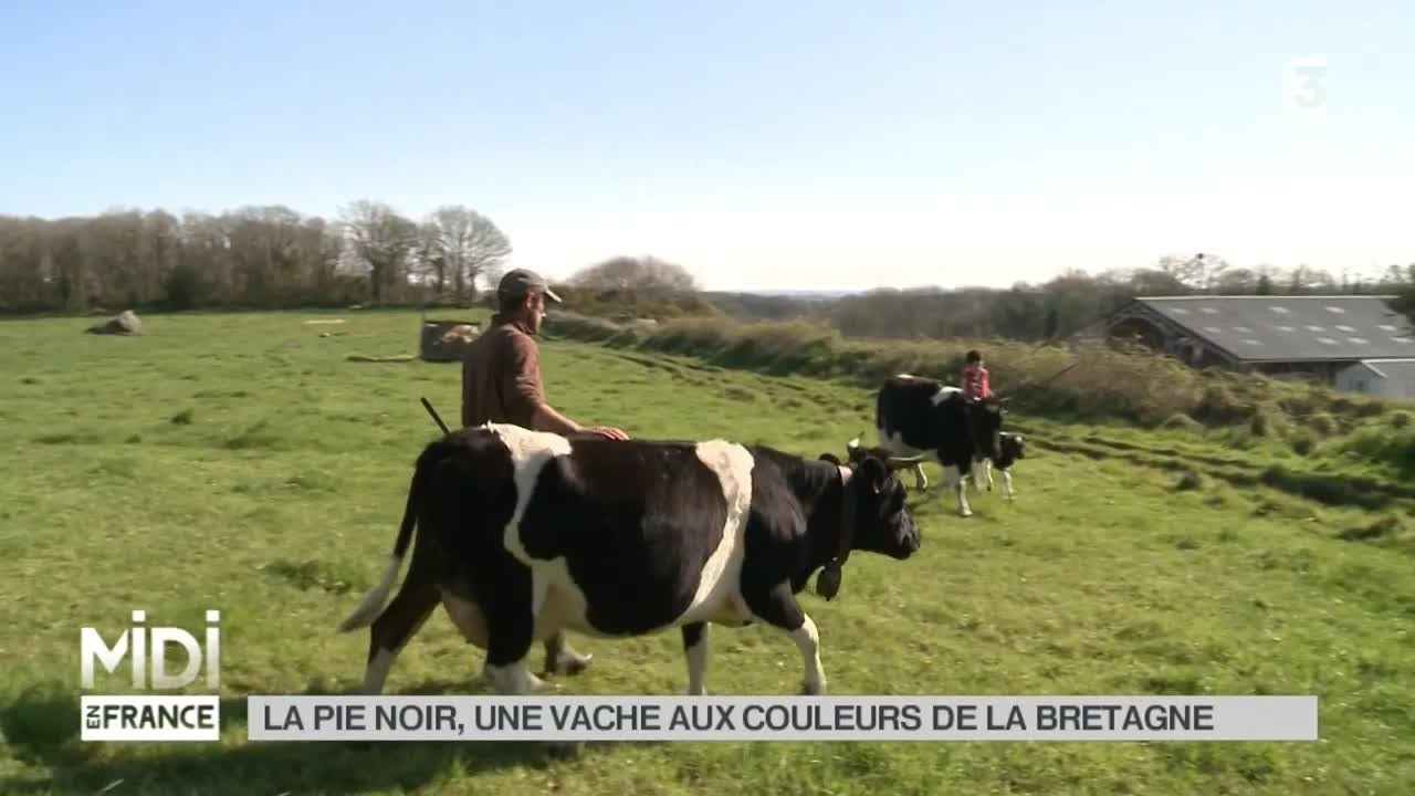 ANIMAUX : La pie noir, une vache aux couleurs de la Bretagne