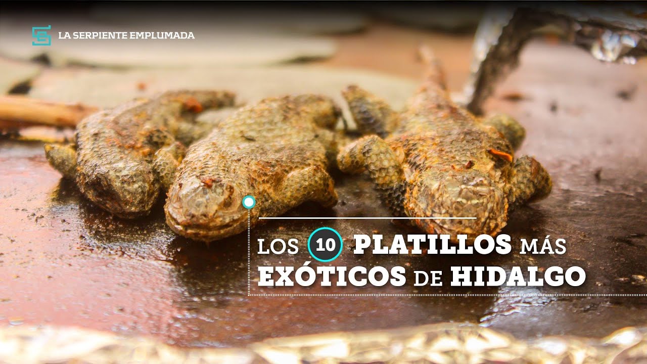 Los 10 platillos más exóticos del estado de Hidalgo. (Santiago de Anaya)