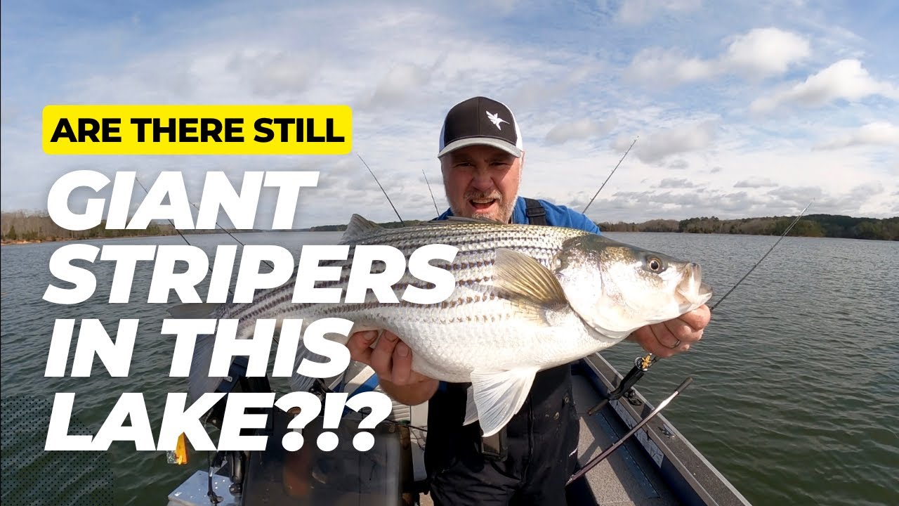 Fishing for Striped Bass in an underwater forest!