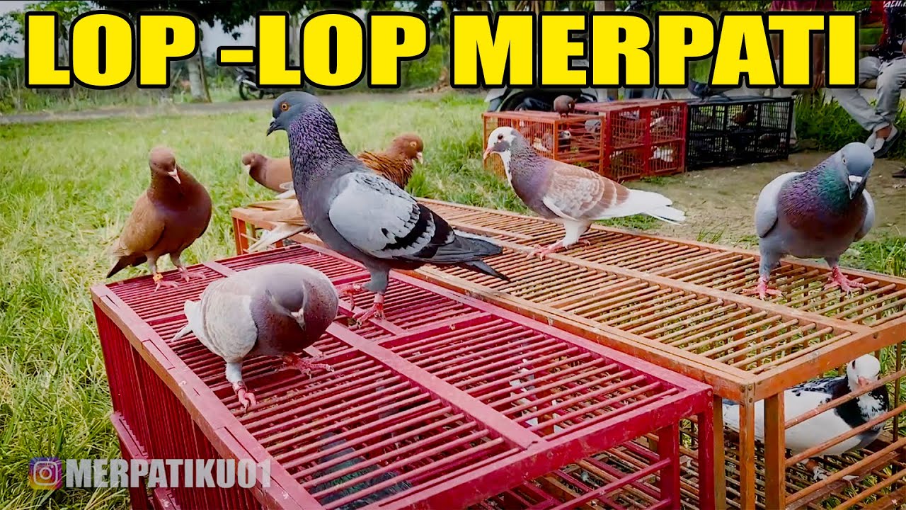 PIYIKAN PERDANA KELAPAK