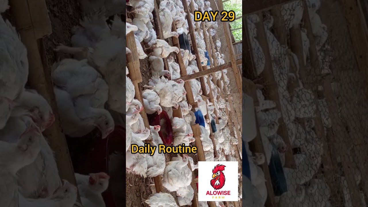 Day 29 Broiler CHICKS Are Growing SUPER FAST!