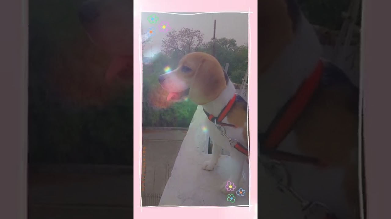 your my honey bunny ❤❤❤....in love with pixi ....🥰💞💞🥰 ..