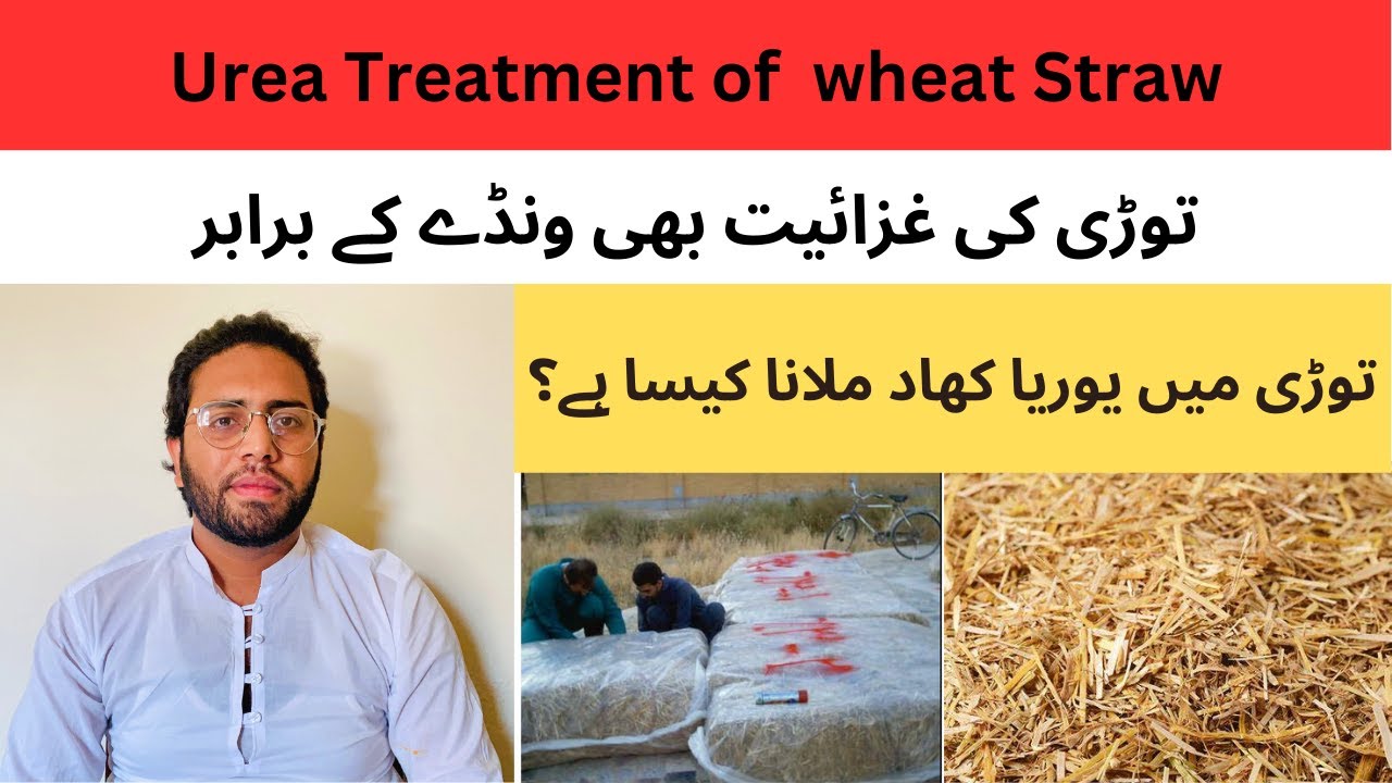 Urea Treatment of Wheat Straw || Urea Mili Tooori Bnany ka Tareeka  || توڑی کا یوریا ٹریٹمینٹ