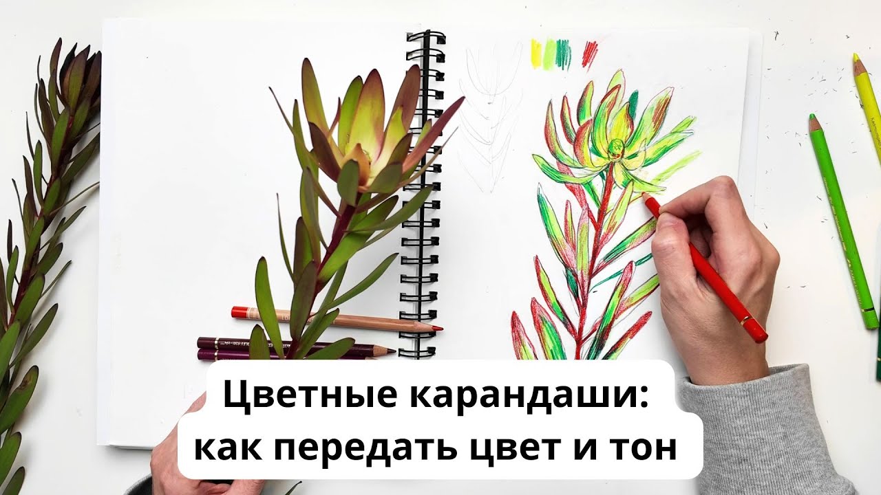 Цветные карандаши: как передать цвет и тон на примере ветки Протеи #художник #рисование