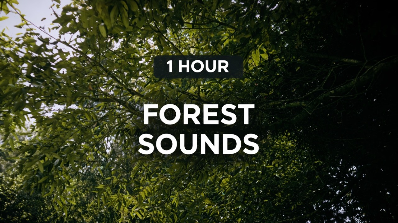 Local Forest sounds || 1 Hour Relaxation, Meditation & Sleep Sounds