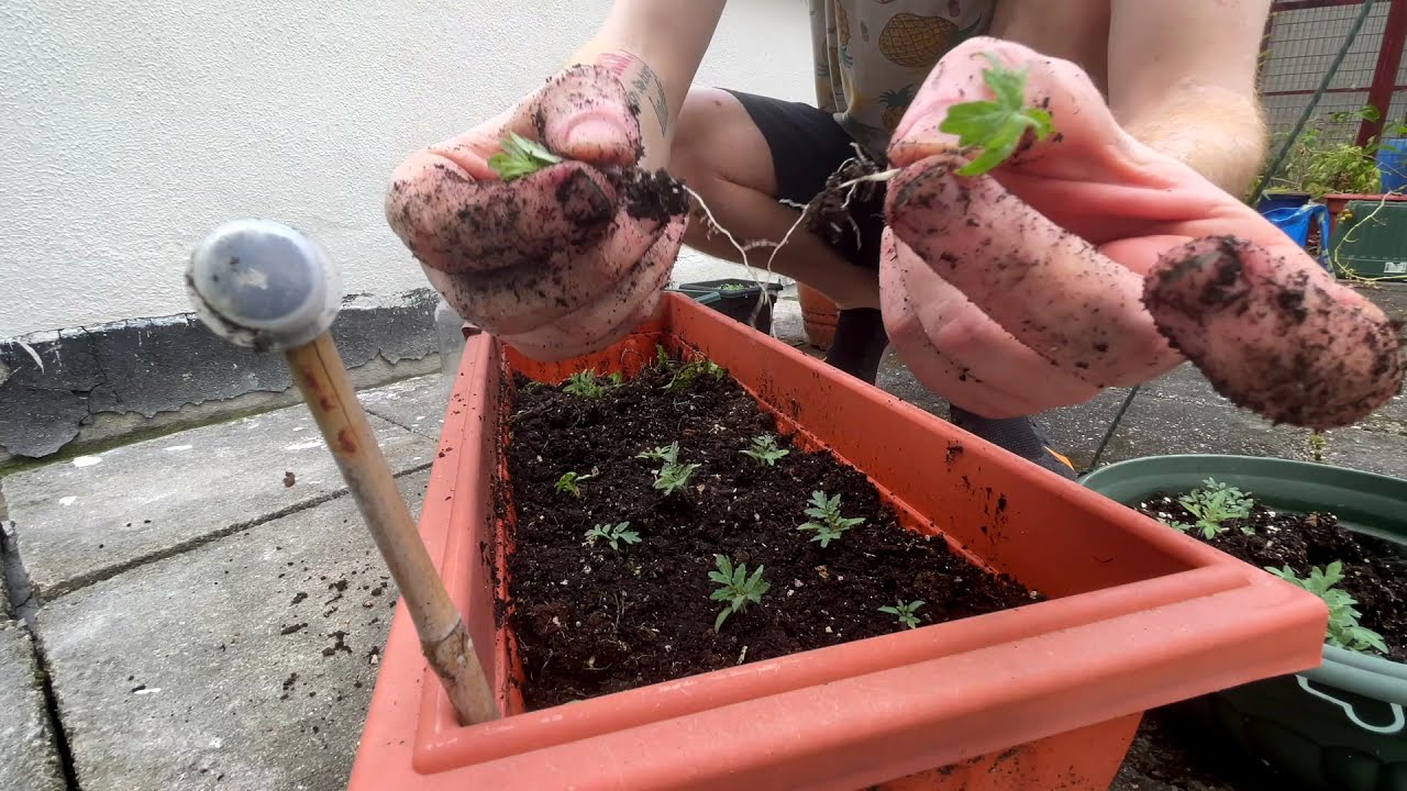 Rooftop Gardening in Hong Kong - April 2021