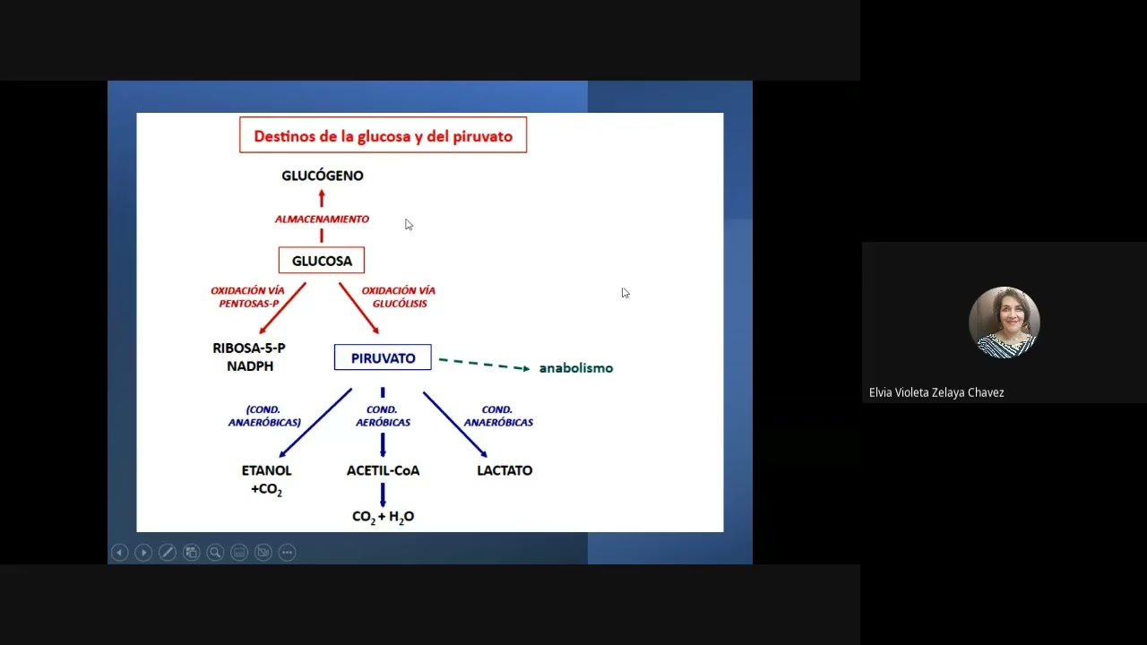 clase 14 glucolisis