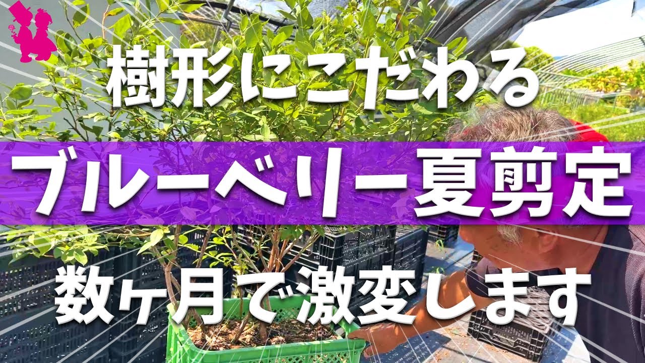 【爽快】樹形にこだわるブルーベリーの夏剪定ならココまで切っても大丈夫です！