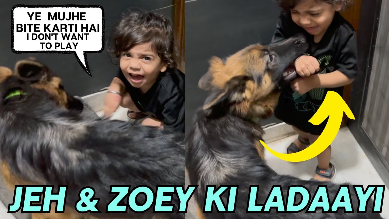Jeh & Zoey Ki Huyi Ladaayi: German Shepherd Zoey Jeh Ko Bite Karti Hai | Jeh Is Annoyed With Zoey