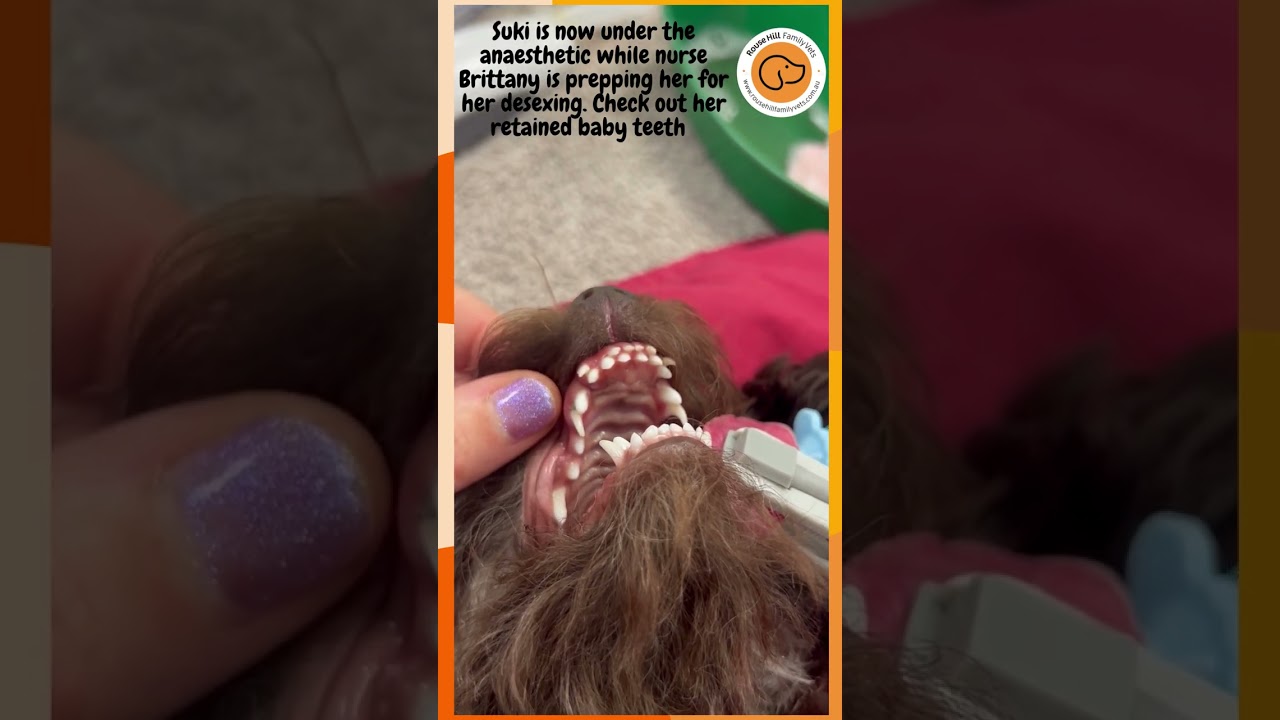 Suki's retained deciduous teeth!