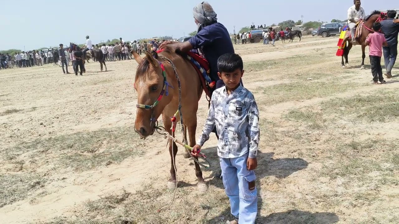 વીસાવાડા રેસ 5-3-2026/REVAL CHAL #horse #horsepower #horsepower #marwarihorse #horseriding 
