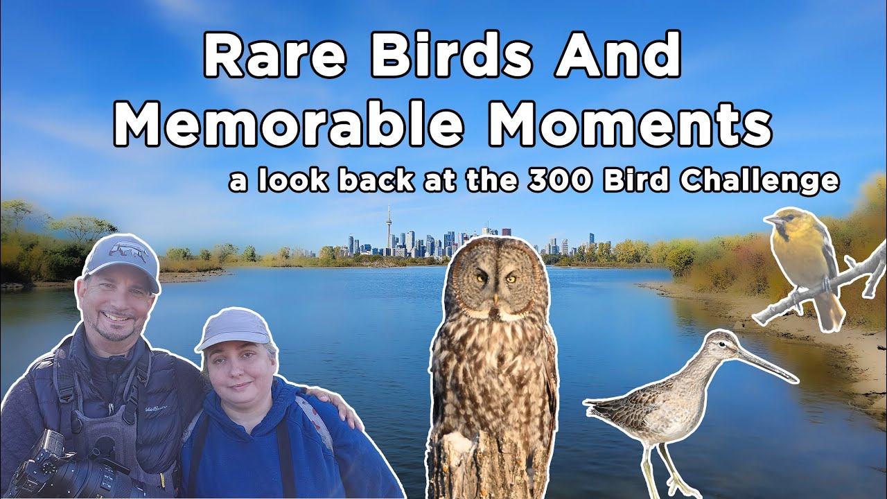 Best Rare Birds of 2024