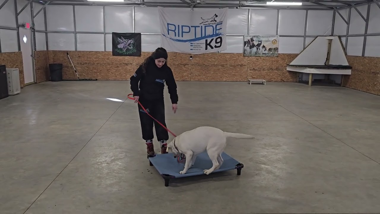 Smalls on leash obedience training 1-20-26