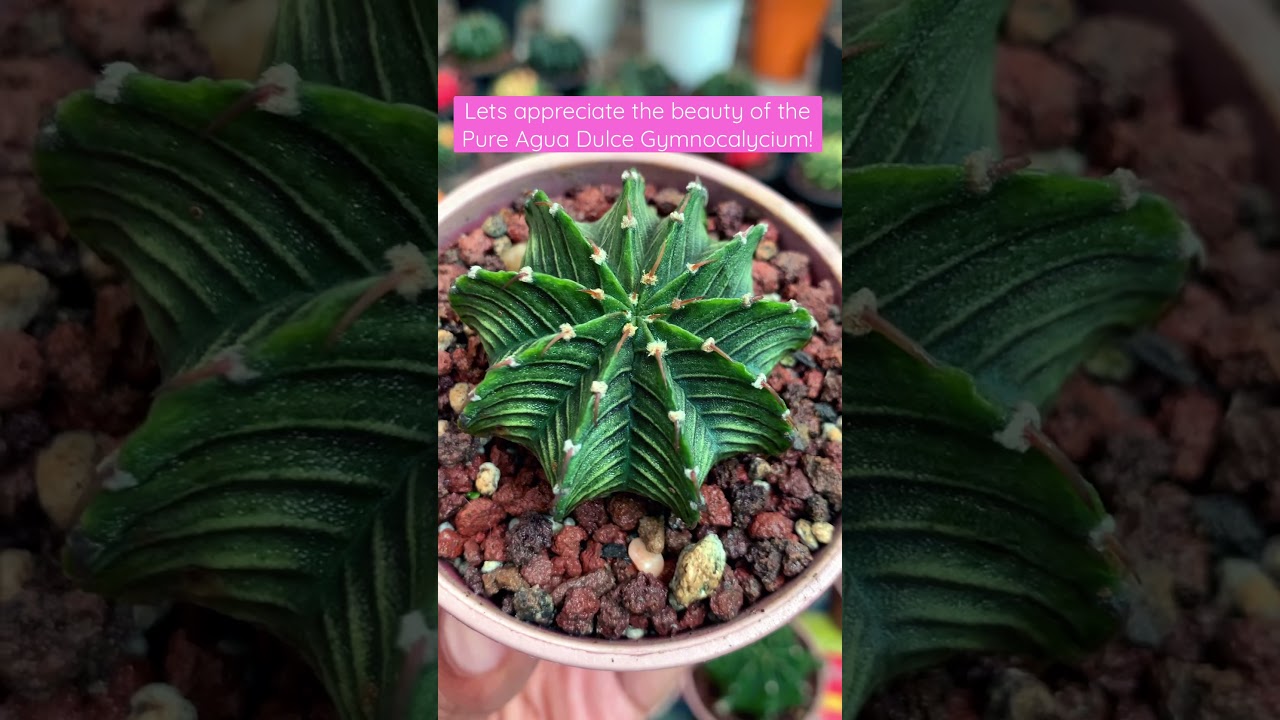 LB Pure/ Pure Agua Dulce Gymnocalycium #gymnocalycium #LB #cactus #aguadulce #gymno #cactus #fyp