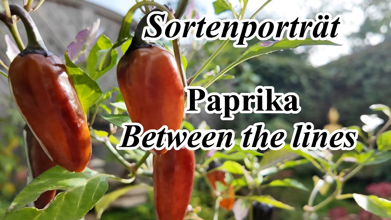 Sortenporträt Paprika Between the lines