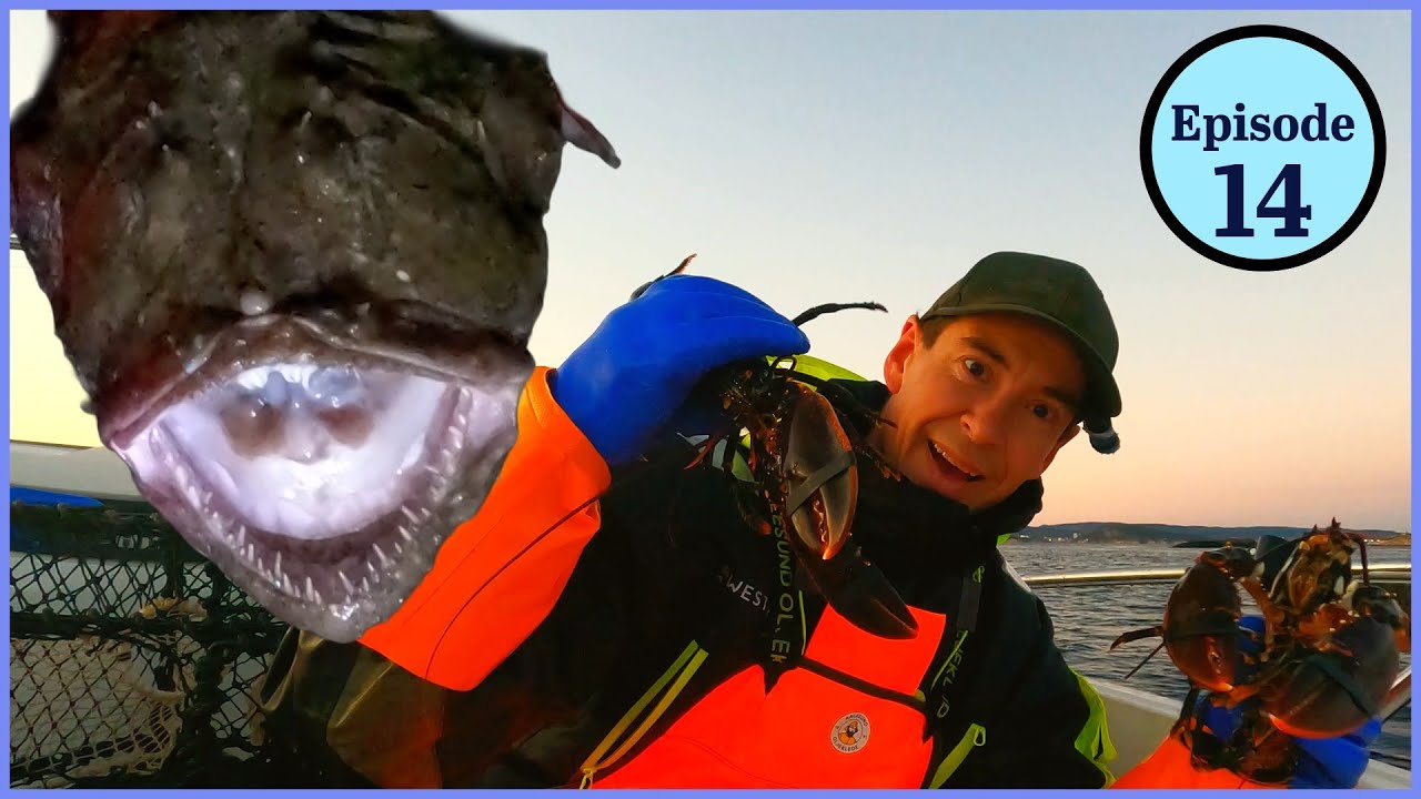 Amazing lobster and monkfish catch on a beautiful afternoon in the south of Norway