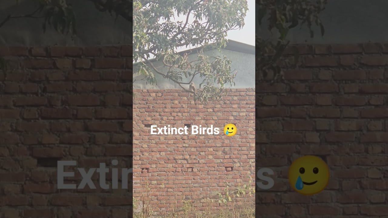 Extinct Birds भारतीय उपमहाद्वीप Indian Subcontinent 