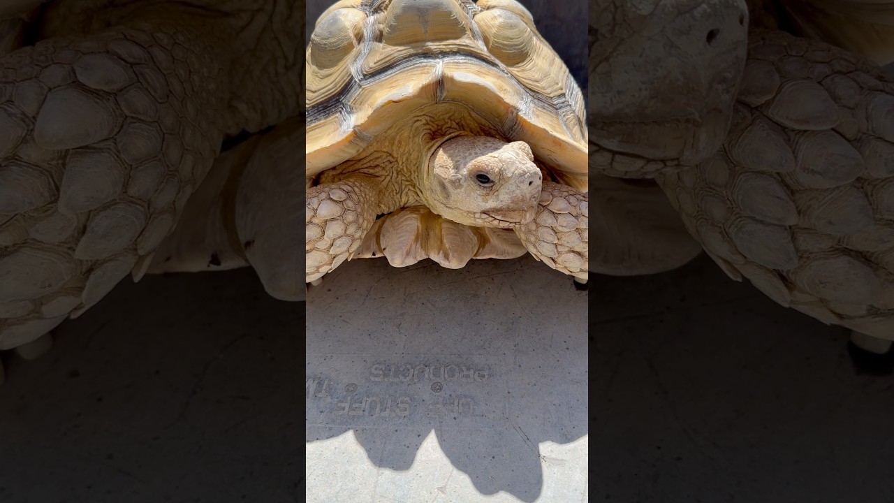 Stop Killing Your Tortoise The Top 3 Mistakes Killing Sulcatas #sulcata #rescue