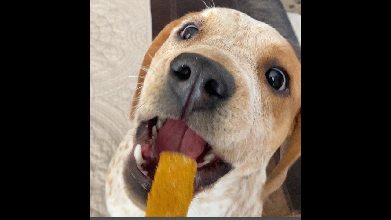 Easy 5-Ingredient Homemade Dog Treats: Peanut Butter Pumpkin Bites (No Cookie Cutters Needed!)