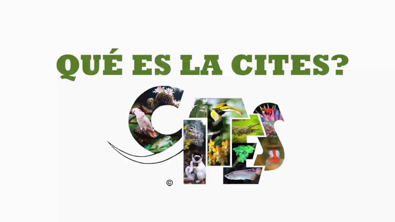 ¿Cómo regula la CITES el comercio?