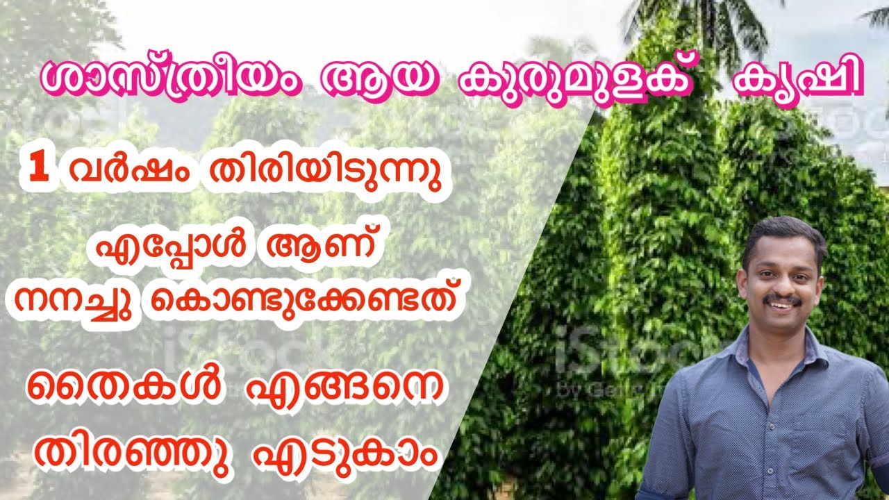 advanced black pepper farming 
