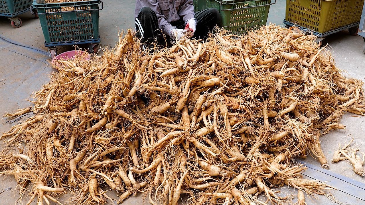 Процесс производства корейского женьшеня и красного женьшеня