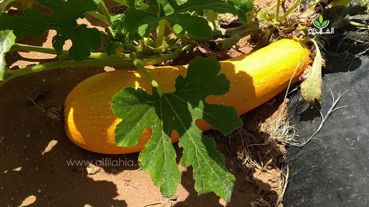 تجميع بذور الخضروات المغربية الأصلية يدخل ضمن قائمة الأبحاث الزراعية بالمركز الجهوي باكادير