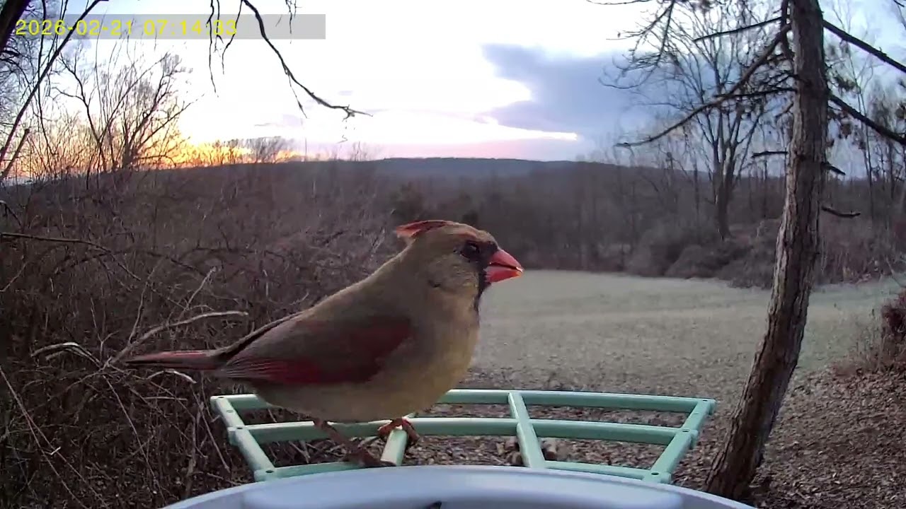 #dawn #birdsounds #birds 