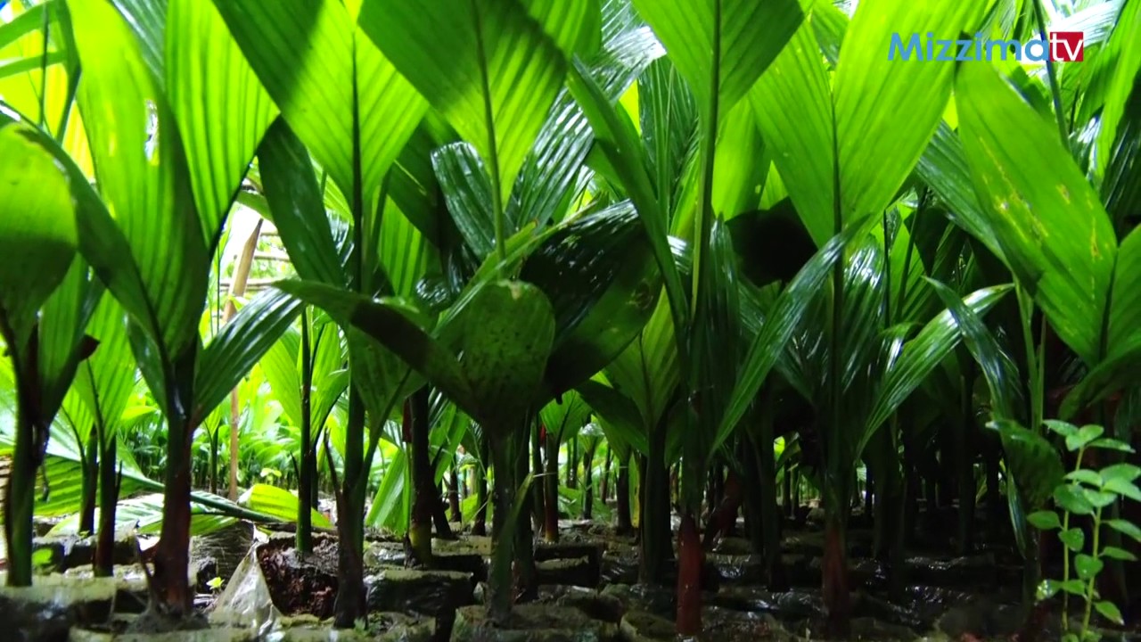 ကြမ္းသီးပင္စုိက္ပ်ဳိးေရး အပုိင္း (၁)