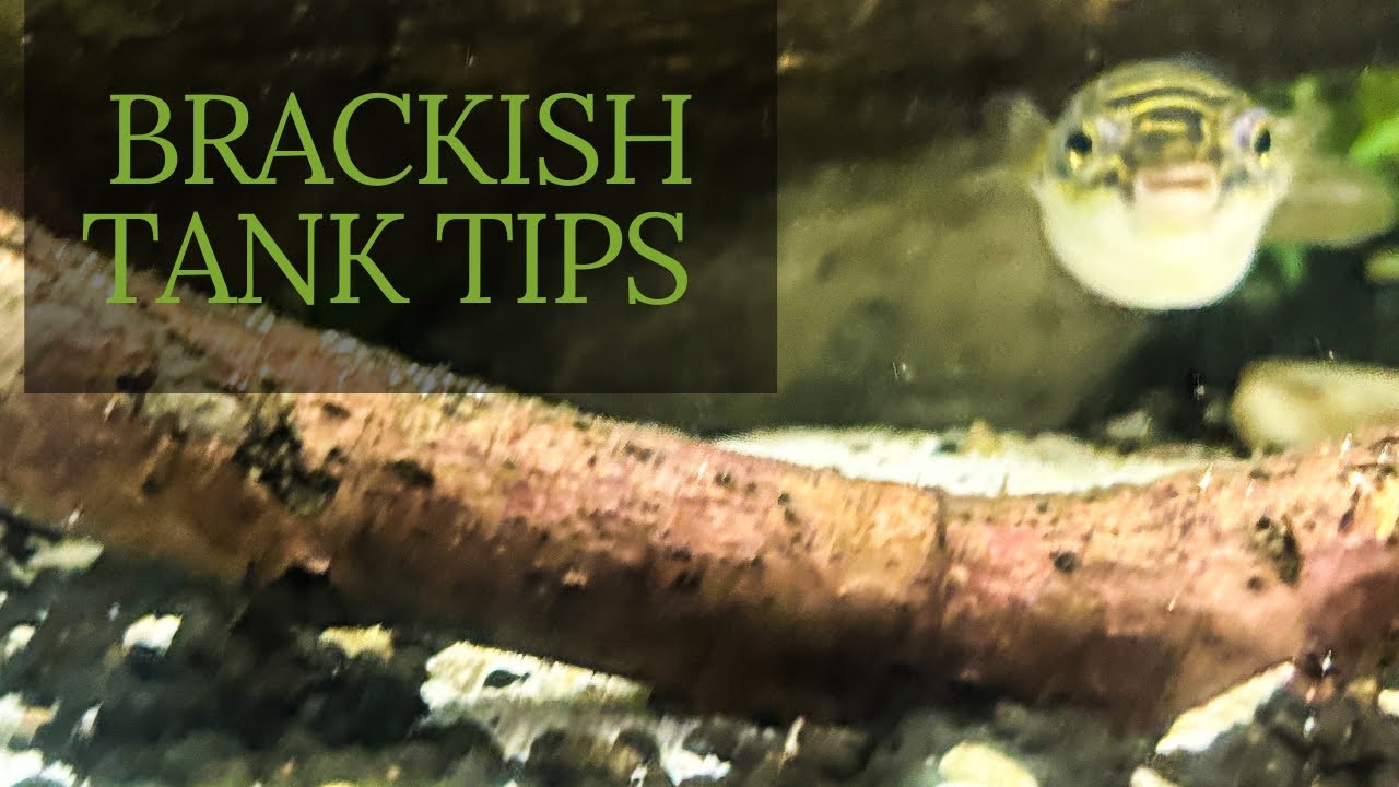 Brackish Water Aquarium Guide: Perfect Setup for Puffers!