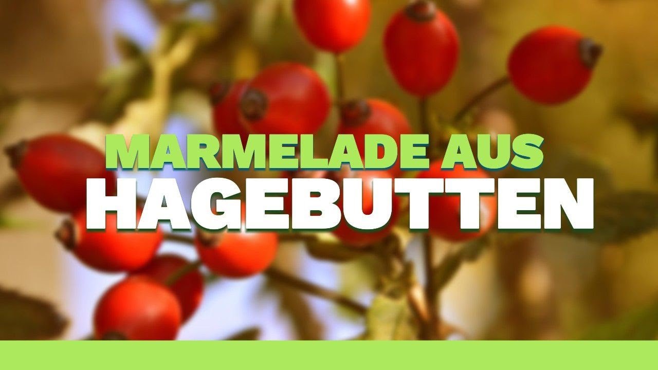Selbstgemachte HAGEBUTTENMARMELADE mit FLOTTER LOTTE