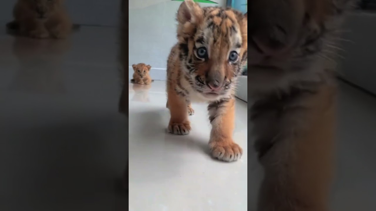 Coolest Animal Glow-Ups You’ll Ever See! 🐾🔥 