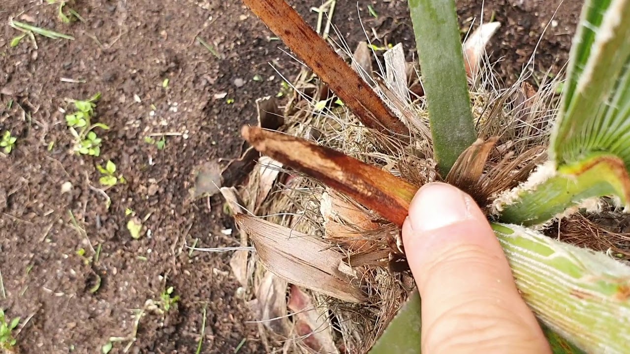 BestpalmTV. Trachycarpus princeps, nowe liście po wypadniętym stożku wzrostu,