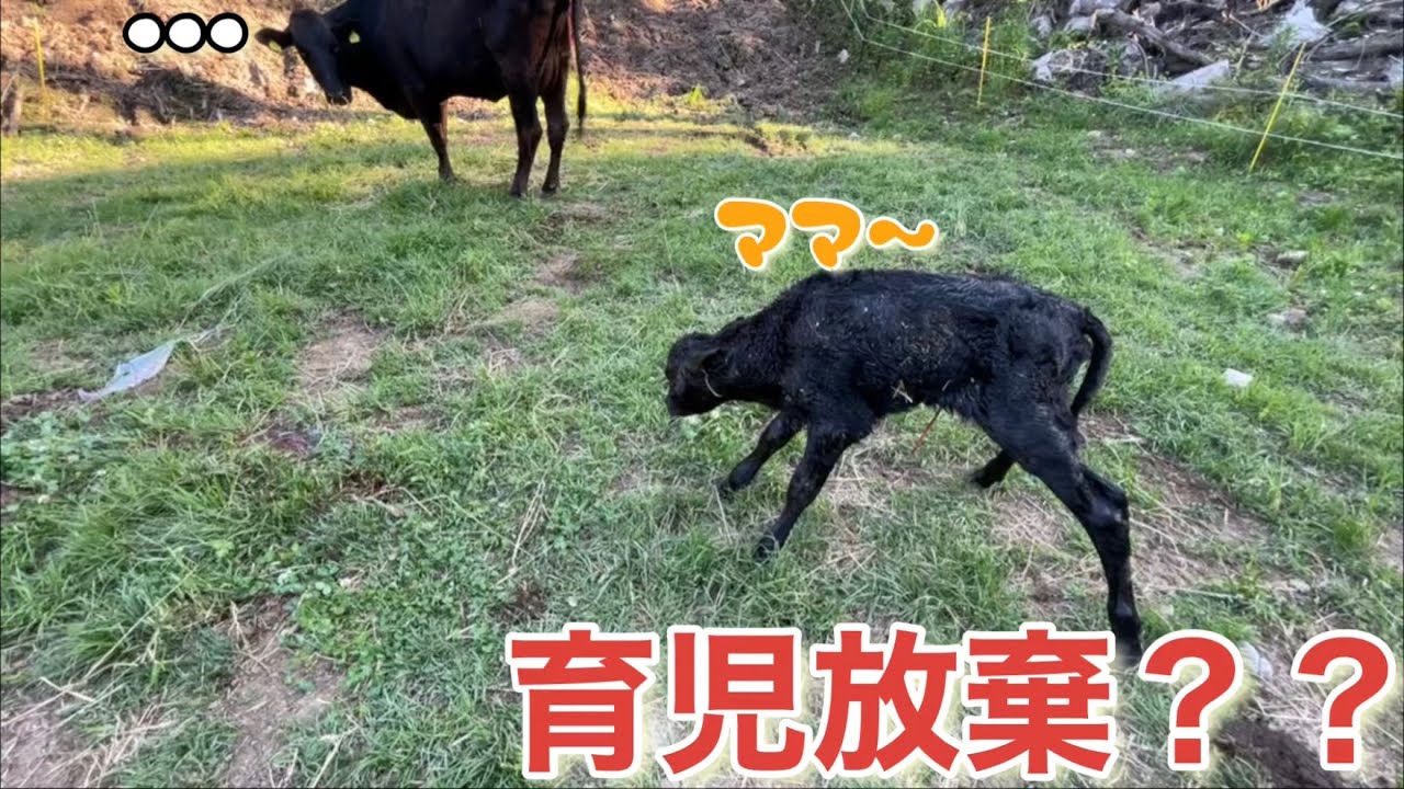 赤ちゃんを舐めない母牛のその後