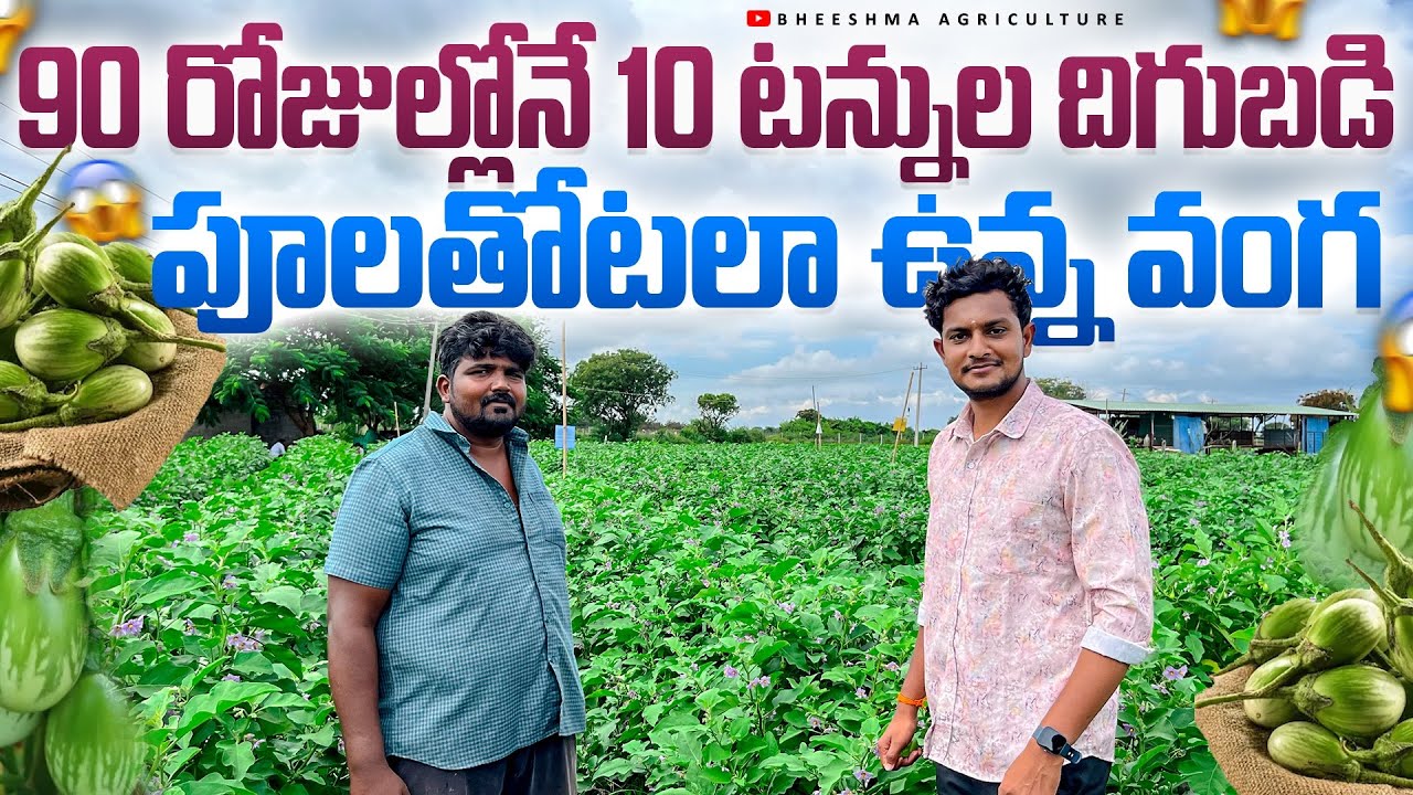 పూలతోటలా ఉన్న వంకాయ తోట 🍆 | 90 రోజుల్లోనే 10 టన్నుల దిగుబడి రహస్యం | Bheeshma Agriculture 