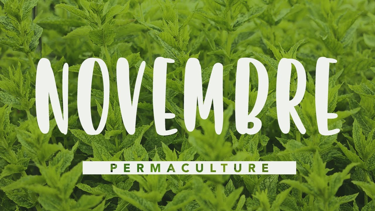 Que faire dans son jardin permaculture en novembre ?      #permaculture