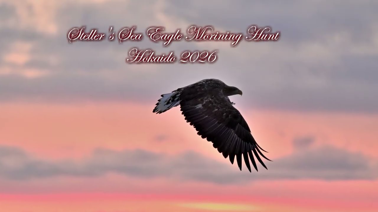 Steller's Sea Eagle
