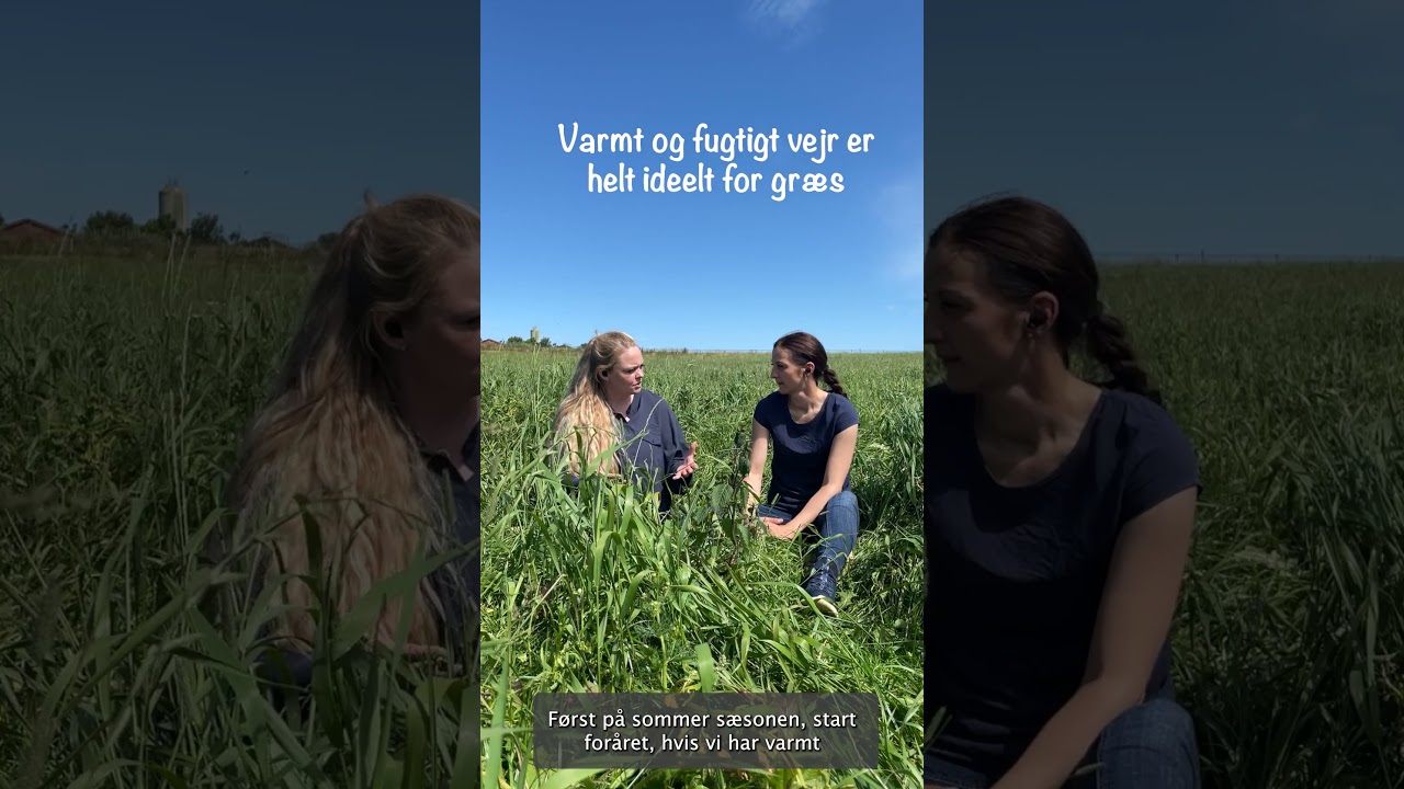 Sandra & Maria i marken #4 - Næringen i græsset falder ...