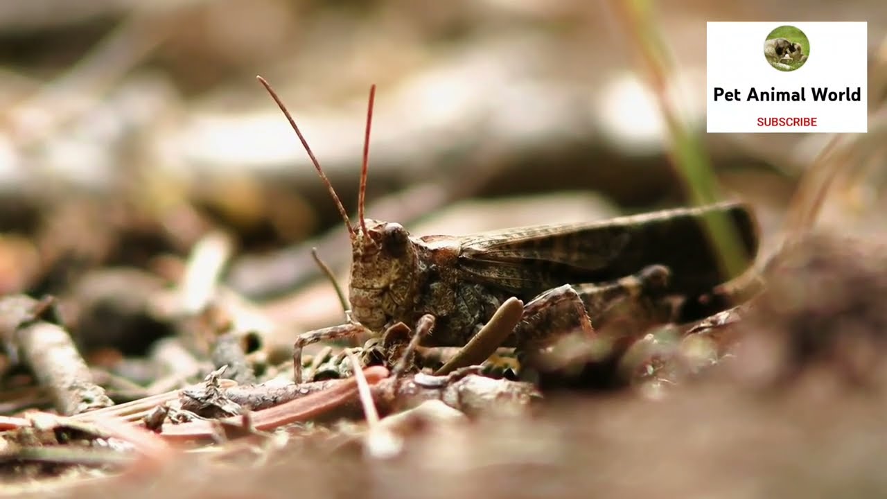 #Grasshopper
