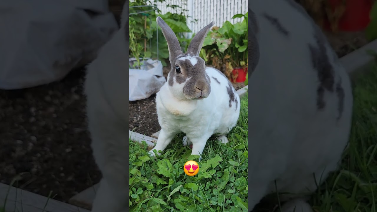 Beautiful Bonnie in all her glory! #bunny #rabbit #bun #Bonnie #TheBunNest